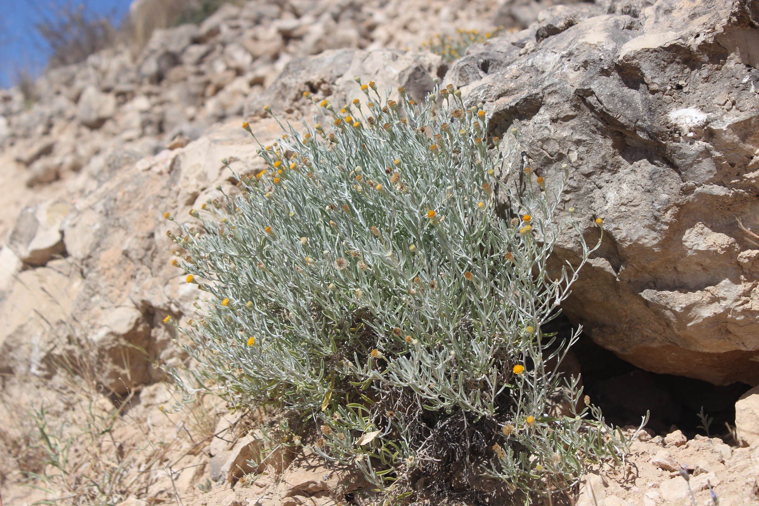 Plant Image